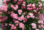 Pink Starina rose photo