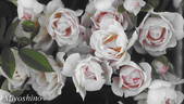 Miyoshino rose photo