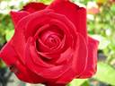 Asami Red rose photo