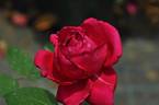 Danjiribayashi '02 rose photo