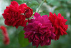 Docteur Cazeneuve rose photo