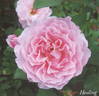 Healing rose photo