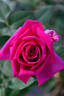 Lady Eri rose photo
