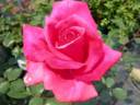 Big Dream rose photo