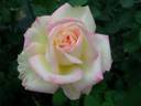 Miwaku rose photo