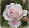 Blushing Iceberg rose photo
