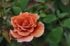 Perle de Soirée rose photo