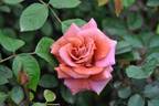 Perle de Soirée rose photo