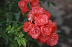 Shugyoku rose photo
