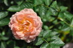 Sweet Wonder rose photo