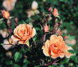 Charlie Brown rose photo