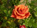 Akane rose photo