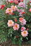 Akane rose photo