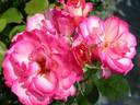 Music rose photo