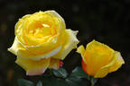 Tropical Sherbet rose photo