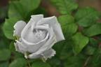 Ao No Kiseki rose photo