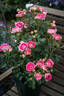 Cerise Flower Circus® rose photo