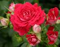 Cerise Flower Circus® rose photo