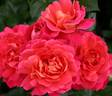Sunset Flower Circus ® rose photo