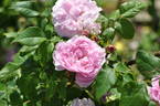 Silver Queen rose photo