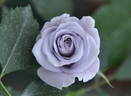 Seiga rose photo