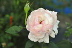 Baiser rose photo