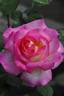 Parthenon ® rose photo