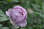 Shinoburedo rose photo