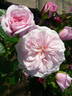 Angel Heart rose photo