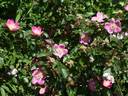 <i>Rosa serafinii</i> H.Christ rose photo