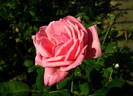 Henry Ford rose photo