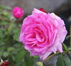 Pink Lustre rose photo