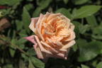 Queen Mab rose photo