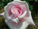 Shunpo rose photo