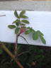 R. spithamea rose photo