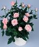 Cinderella Kordana® rose photo