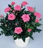 Pink Marina Kordana rose photo