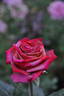 Chocolat rose photo