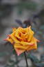 Sepia rose photo