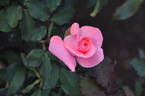 Seventeen rose photo