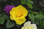 Bright Smile ® rose photo