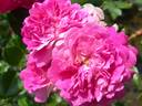 Brilliant Cut rose photo