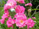 Hana-Kanmuri rose photo