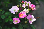 Karez rose photo