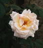 Lady Romsey rose photo