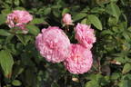 Pink Soupert rose photo
