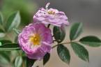 Shiyou rose photo