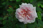 Carméline ® rose photo