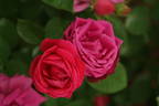 Charles Gater rose photo