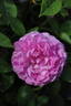Madame Eliza de Vilmorin rose photo